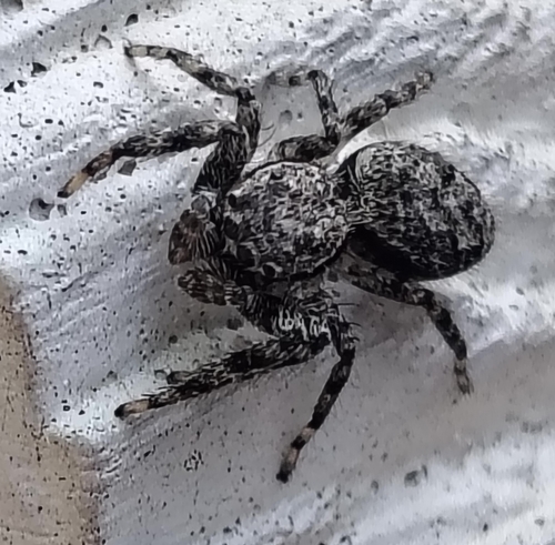 Tan Jumping Spider