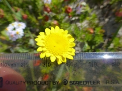 Cotula duckittiae