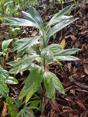 Chamaedorea geonomiformis