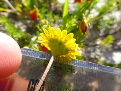 Cotula duckittiae