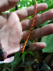 Chamaedorea geonomiformis