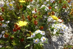 Cotula duckittiae
