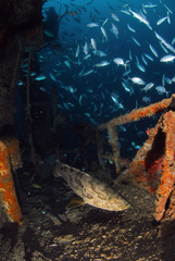 Epinephelus coioides