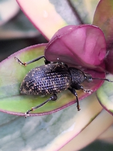 Black Vine Weevil