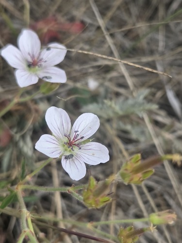Richardson's geranium