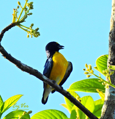 Euphonia minuta