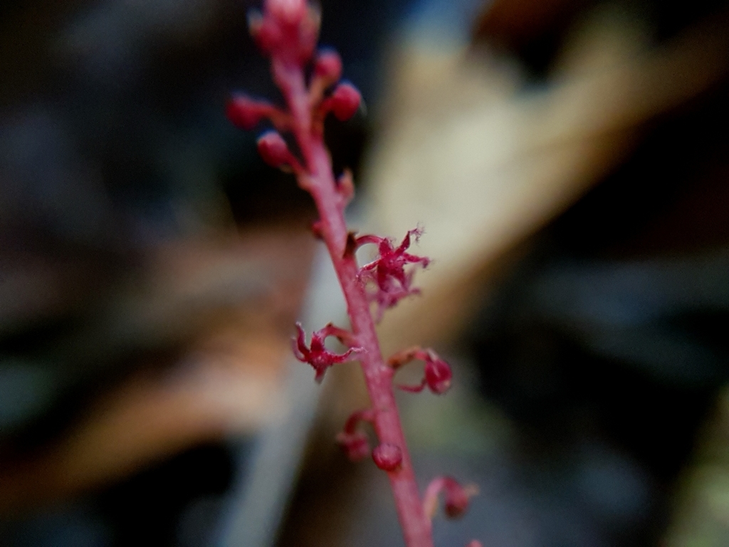 Sciaphila picta
