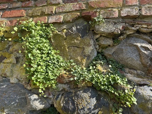 Ivy-leaved toadflax