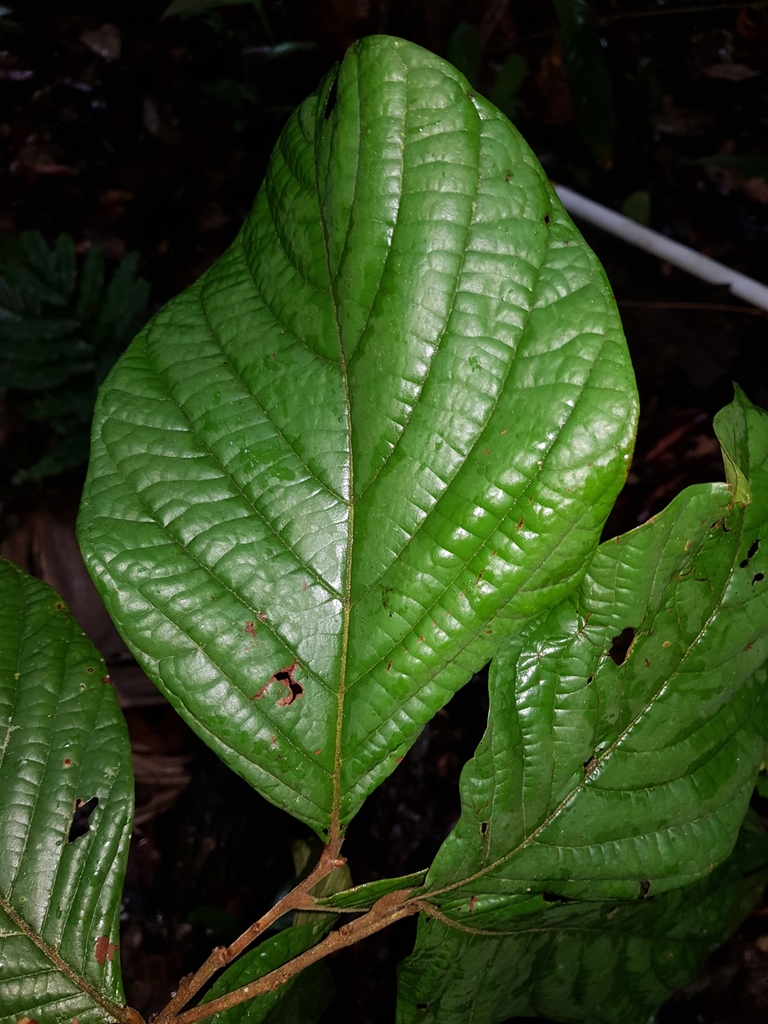 Licania costaricensis