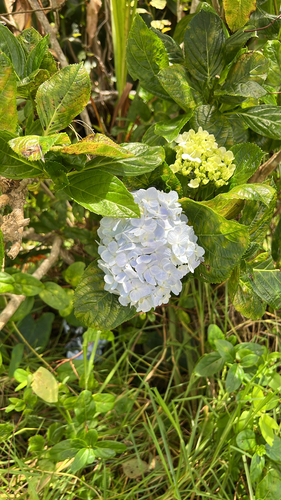 Hydrangea macrophylla observed 2026-08-17