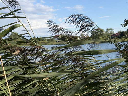 common reed