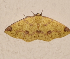 Periclina apricaria