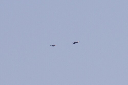 iNaturalist image