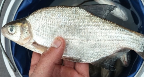 Silver Bream