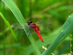 Aethriamanta nymphaeae