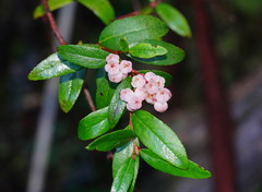 Gaultheria appressa