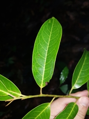 Pera arborea