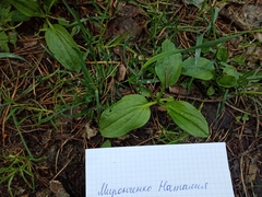 Plantago major