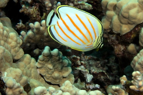 Ornate Butterflyfish