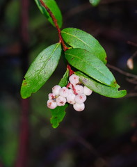 Gaultheria appressa