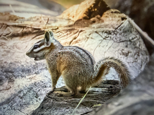 Cliff Chipmunk observed by sipester