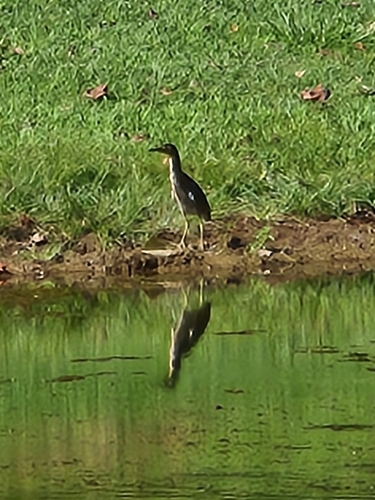 Green Heron