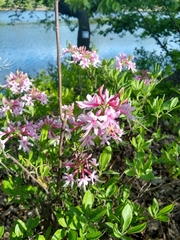 Rhododendron periclymenoides