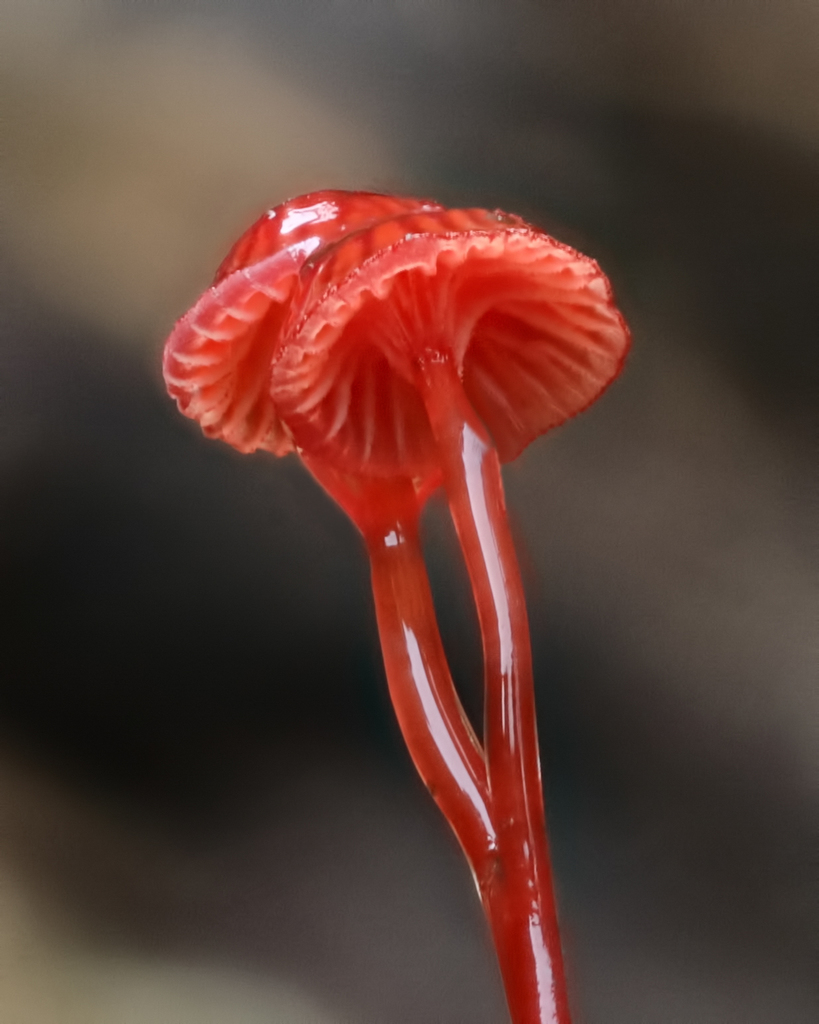 Common Gilled Mushrooms and Allies
