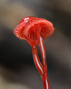Common Gilled Mushrooms and Allies - Photo (c) brian_nz, some rights reserved (CC BY-NC), uploaded by brian_nz