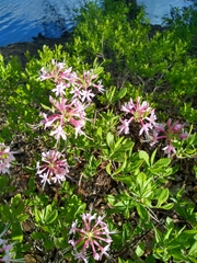 Rhododendron periclymenoides