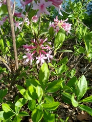 Rhododendron periclymenoides