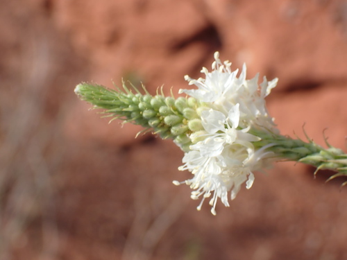 False Gaura