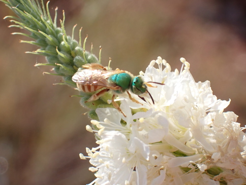 Honey-tailed Striped Sweat Bee