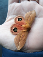 Pseudautomeris grammivora