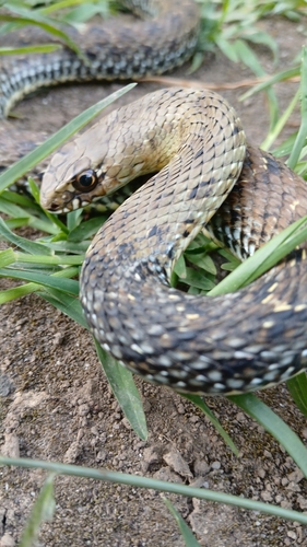 Western Montpellier Snake