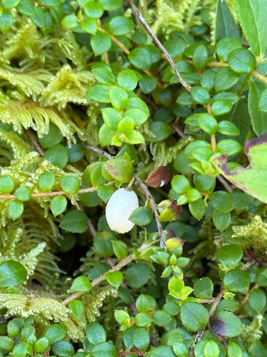 creeping snowberry