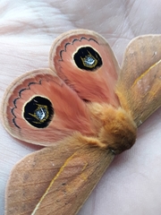 Pseudautomeris grammivora