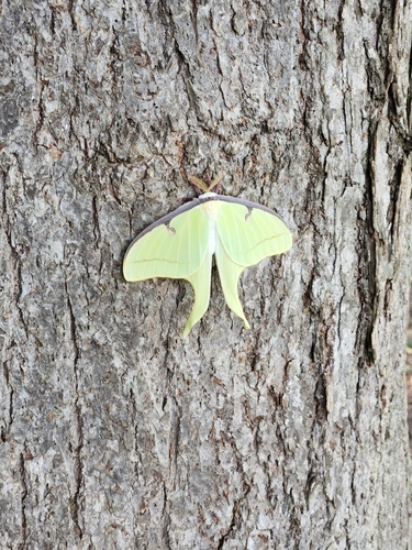 North American Luna Moth