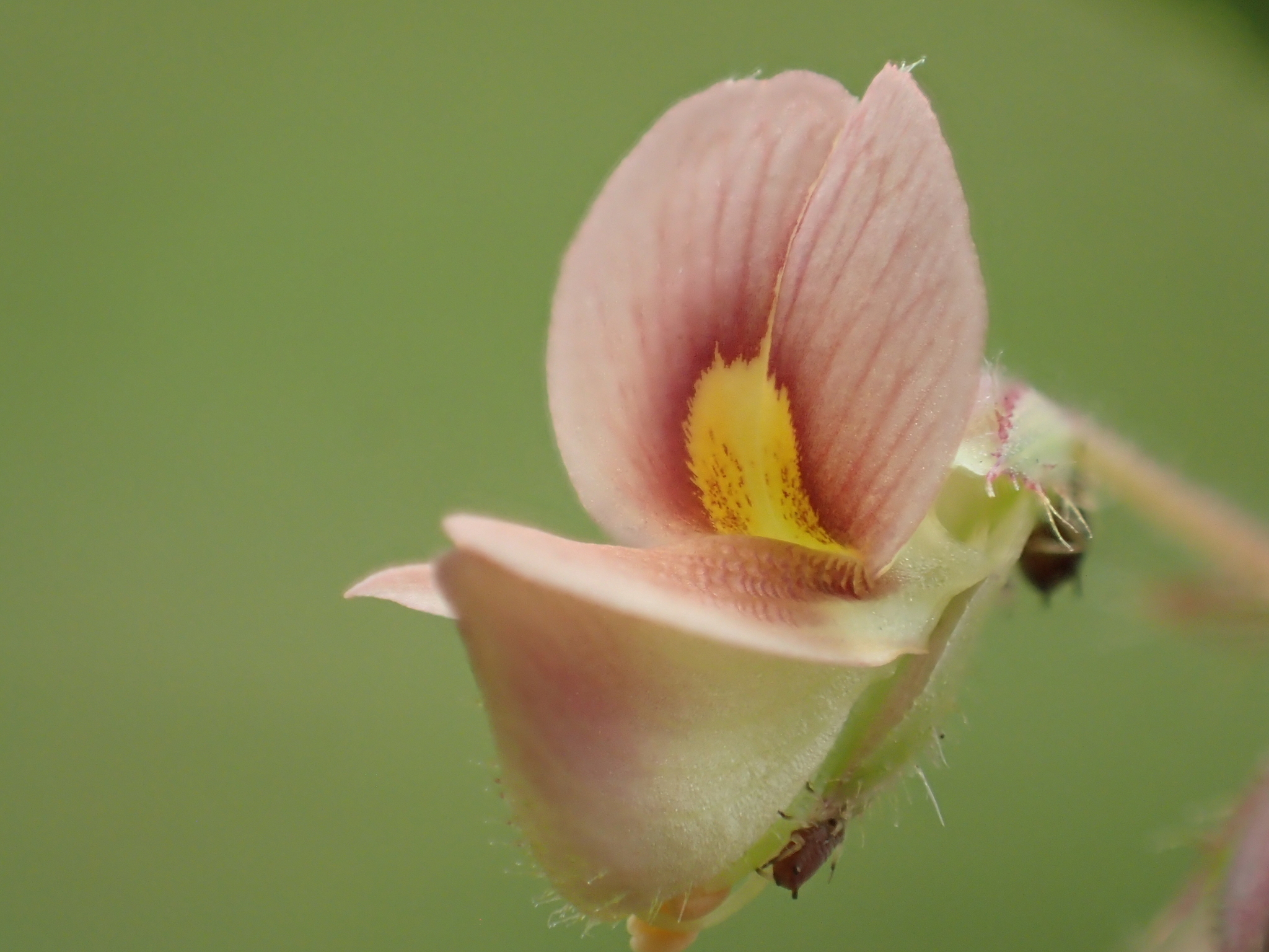 Aeschynomene