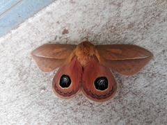 Pseudautomeris grammivora