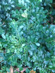Zanthoxylum coriaceum