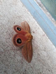 Pseudautomeris grammivora