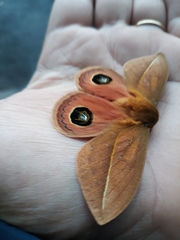 Pseudautomeris grammivora