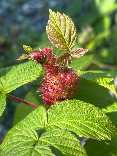 Diastrophus turgidus