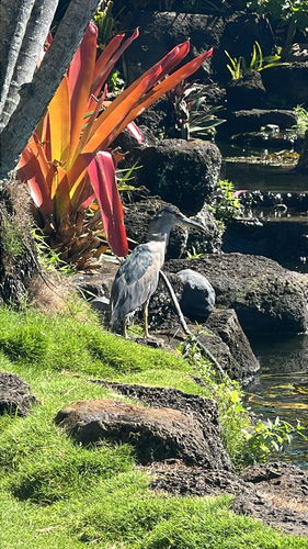Nycticorax nycticorax observed 2026-08-21