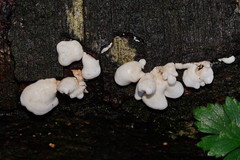 Gloeoporus phlebophorus