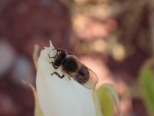 Western Honey Bee