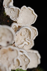 Gloeoporus phlebophorus