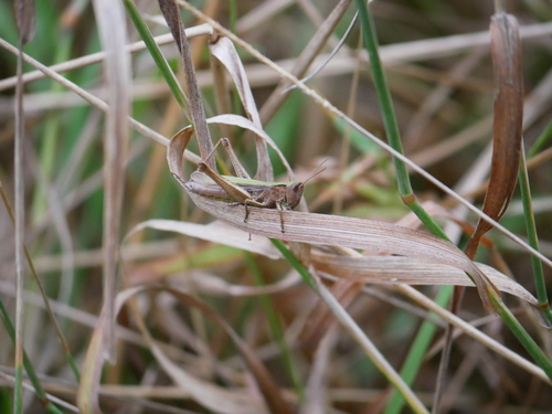 Steppe Grasshopper