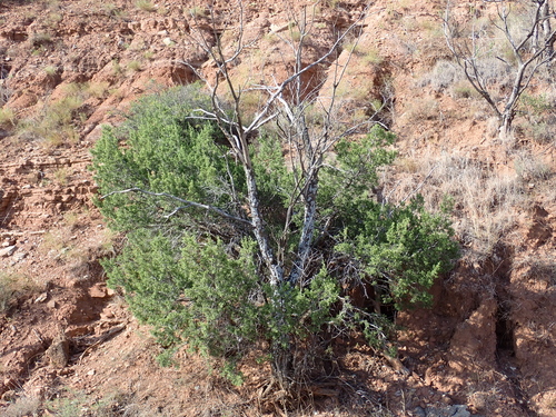 redberry juniper